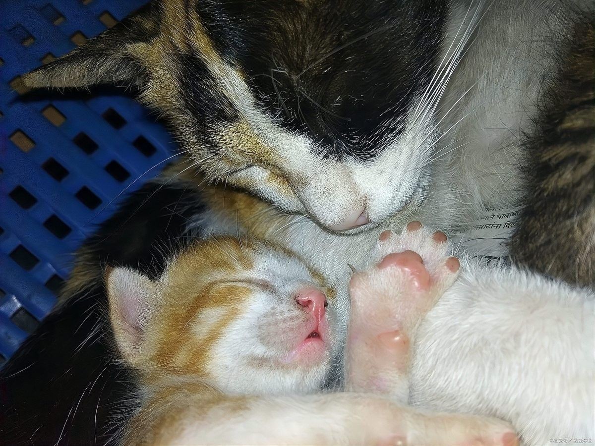 龍貓繁殖后如何照顧母貓？