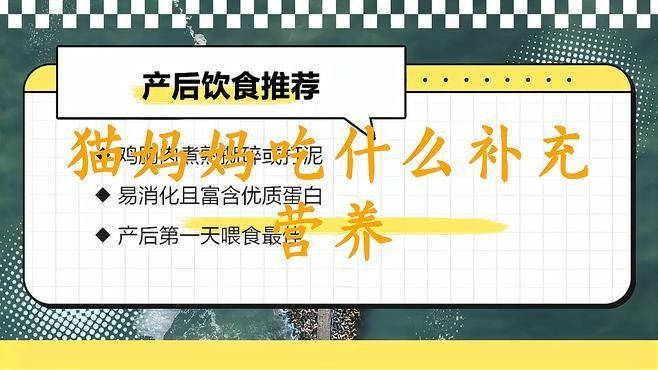 龍貓繁殖后如何照顧母貓？