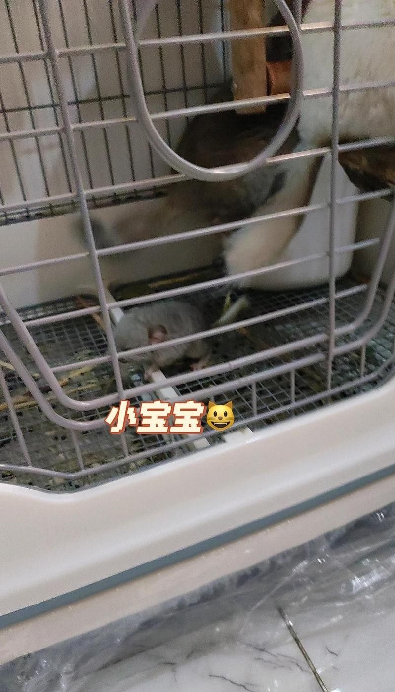 龍貓繁殖后如何照顧母貓？