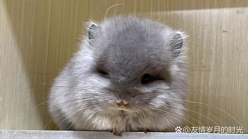 龍貓繁殖后如何照顧母貓？