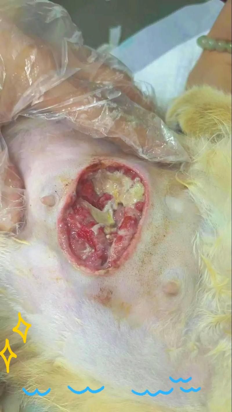 龍貓繁殖后如何照顧母貓？