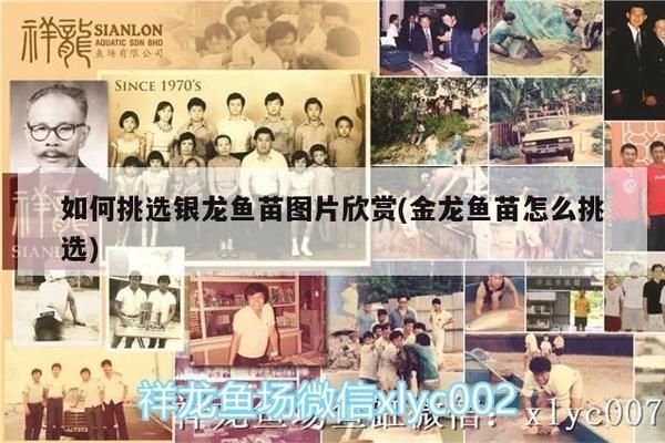 銀龍魚苗病毒檢測方法：銀龍魚苗病毒檢測的實(shí)際操作流程，銀龍魚苗病毒檢測方法