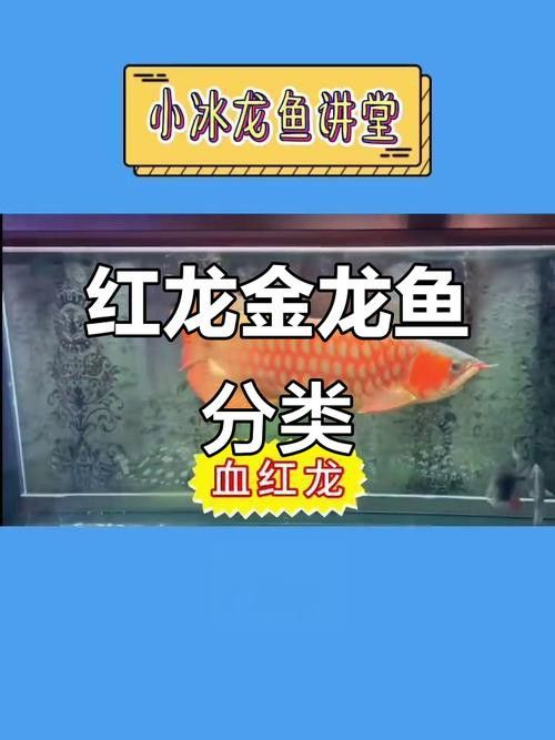 六角恐龍魚吃小金魚嗎：六角恐龍魚有可能會吃小金魚，六角恐龍魚食譜有哪些