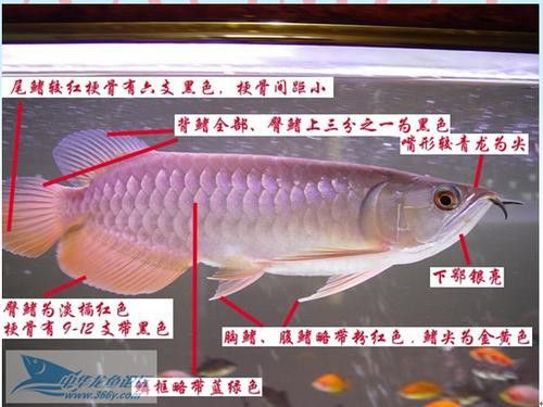 六角恐龍魚吃小金魚嗎：六角恐龍魚有可能會吃小金魚，六角恐龍魚食譜有哪些