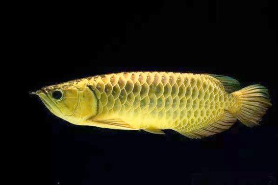 普通金龍魚多少錢一條圖片