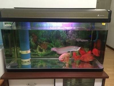 混養銀龍魚養幾條最好（銀龍魚養幾條好嗎-家里銀龍魚養3條好嗎）