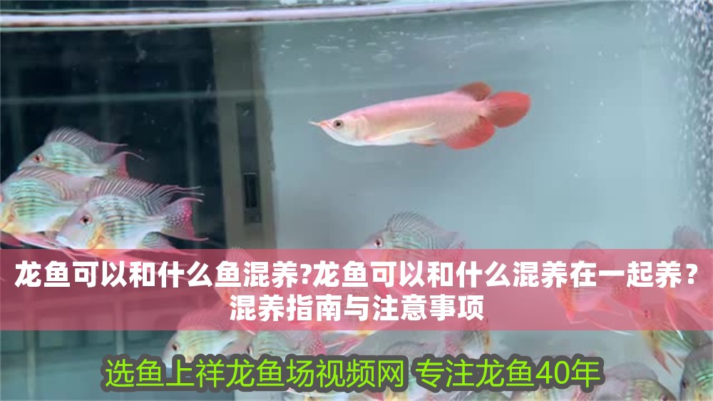 龍魚可以和什么魚混養?龍魚可以和什么混養在一起養？混養指南與注意事項