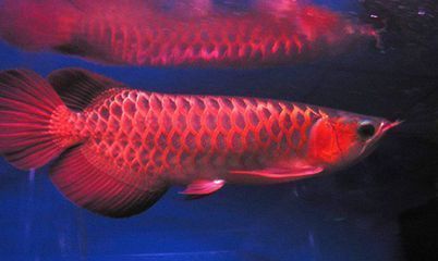 金龍魚底色淺（如何挑選色彩鮮艷的金龍魚品種）