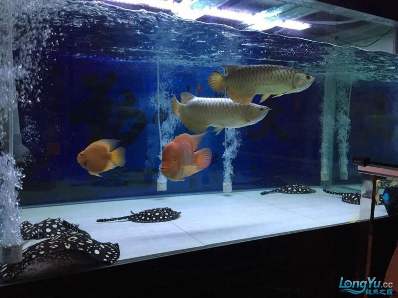 雙龍混養需要多大的過濾器？