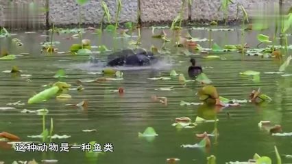金龍魚微電影《回家》最終版12.30-電影優酷：金龍魚微電影《回家》