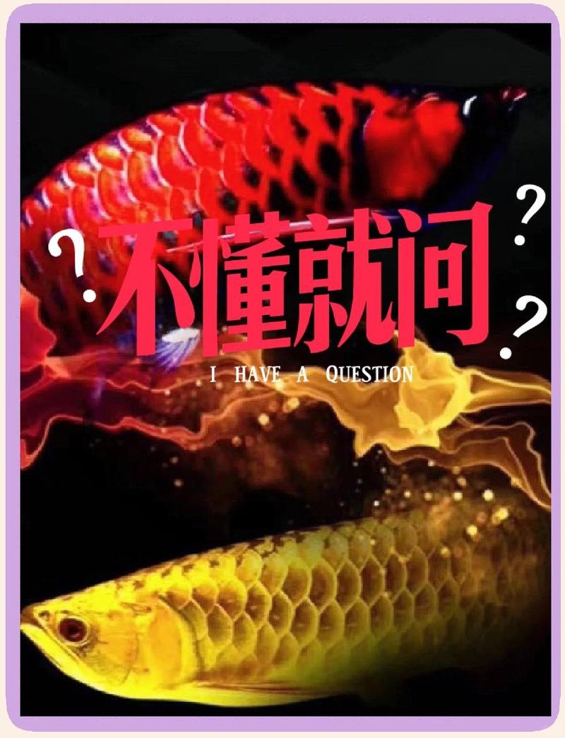 金龍魚(yú)發(fā)色期間需要加溫嗎？