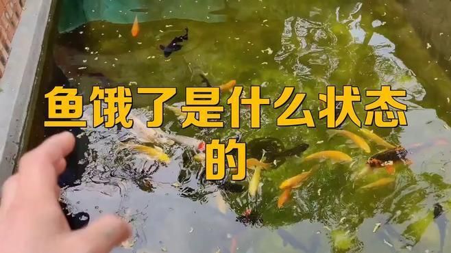 如何判斷魚(yú)是否饑餓？