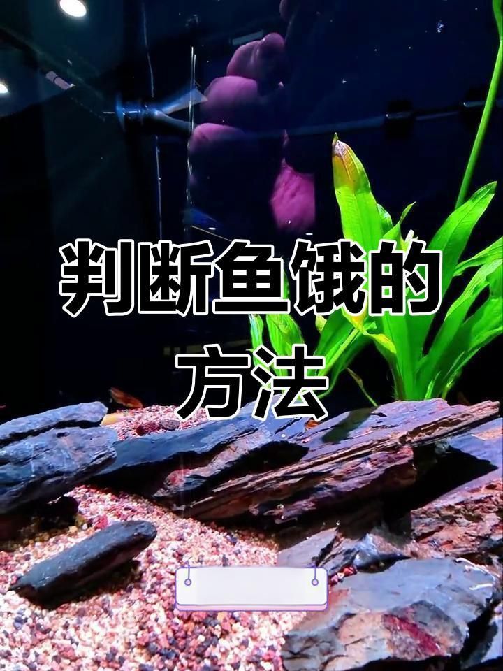 如何判斷魚(yú)是否饑餓？