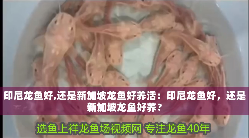 印尼龍魚(yú)好,還是新加坡龍魚(yú)好養(yǎng)活：印尼龍魚(yú)好，還是新加坡龍魚(yú)好養(yǎng)？