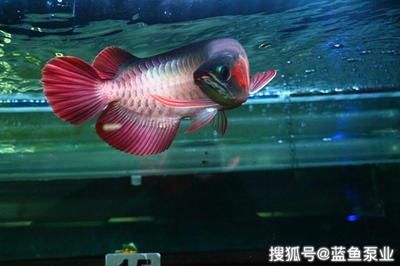 觀賞龍魚(yú)死了之后能吃嗎（觀賞龍魚(yú)死了能吃嗎,觀賞魚(yú)金龍魚(yú),360問(wèn)答）