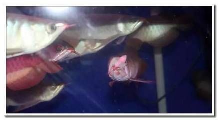 觀賞龍魚(yú)死了之后能吃嗎（觀賞龍魚(yú)死了能吃嗎,觀賞魚(yú)金龍魚(yú),360問(wèn)答）