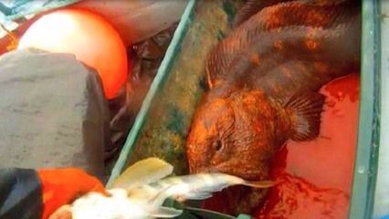 觀賞龍魚(yú)死了之后能吃嗎（觀賞龍魚(yú)死了能吃嗎,觀賞魚(yú)金龍魚(yú),360問(wèn)答）