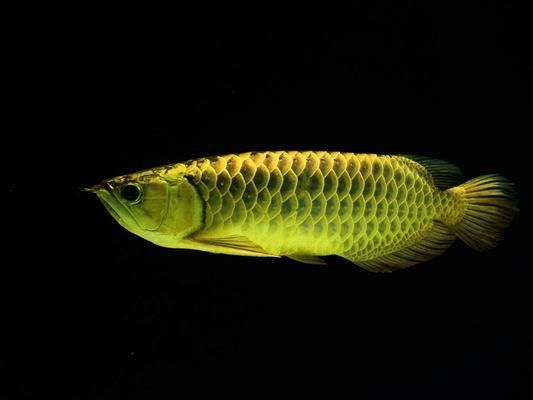 龍魚為什么會死掉一條：龍魚為什么會死亡？