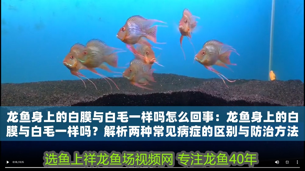 龍魚身上的白膜與白毛一樣嗎怎么回事：龍魚身上的白膜與白毛一樣嗎？解析兩種常見病癥的區別與防治方法