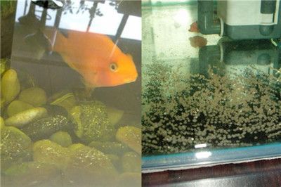 如何保持魚苗飼養水質清潔，保持魚苗飼養水質清潔的方法