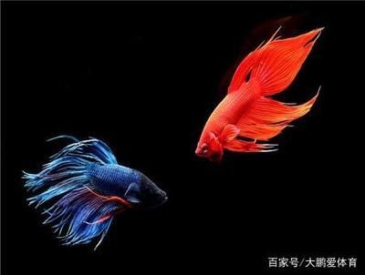 如何保持魚苗飼養水質清潔，保持魚苗飼養水質清潔的方法