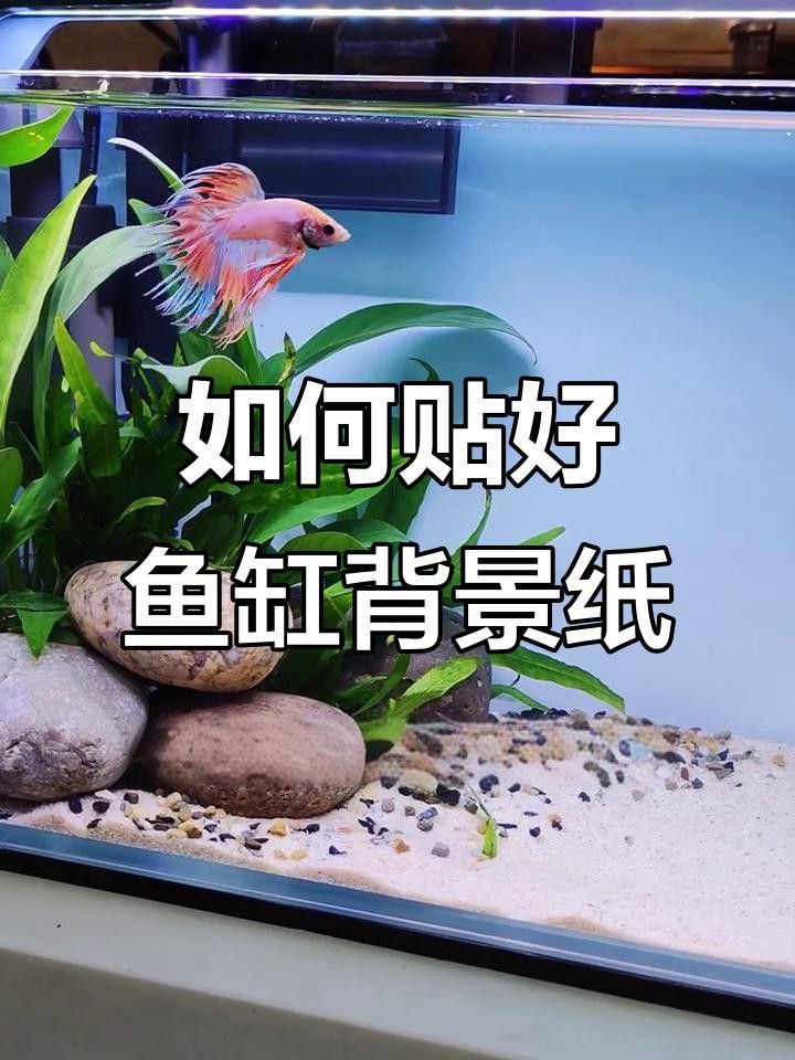 如何安裝龍魚缸壁紙？