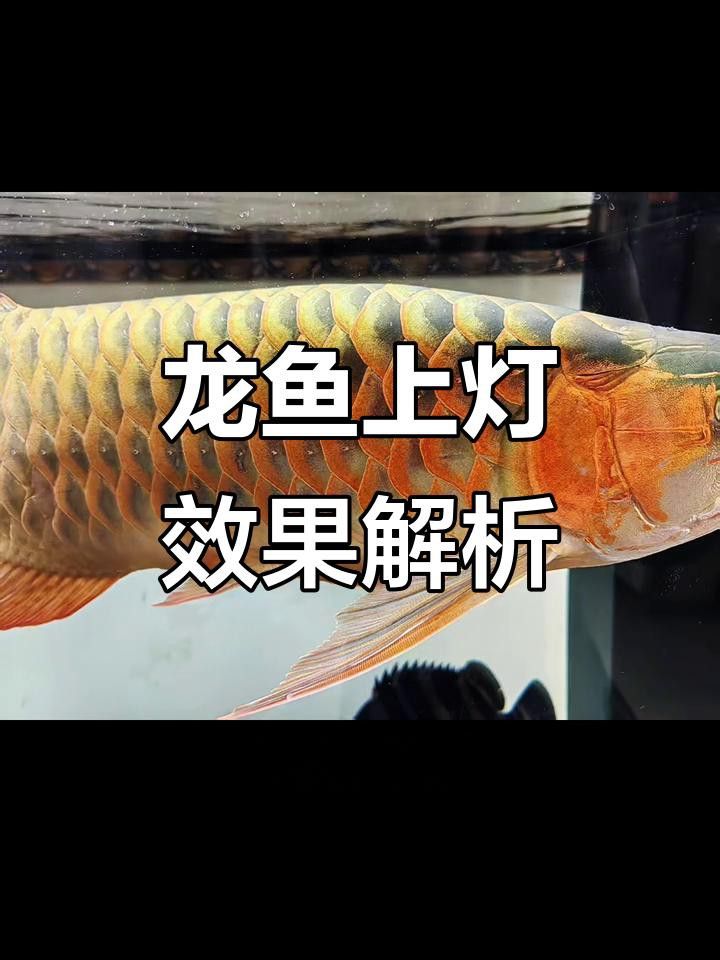 過背藍(lán)底金龍魚發(fā)色需要哪些光照？