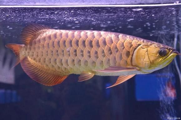 過背藍(lán)底金龍魚發(fā)色需要哪些光照？