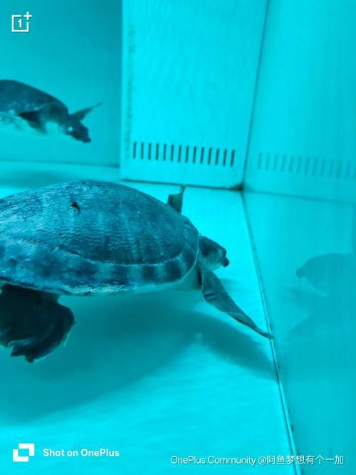 豬鼻龜能和金龍魚混養嗎圖片