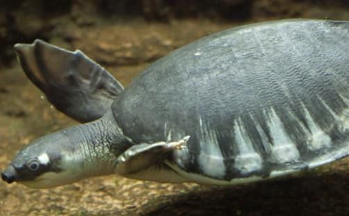 豬鼻龜能和金龍魚混養嗎圖片
