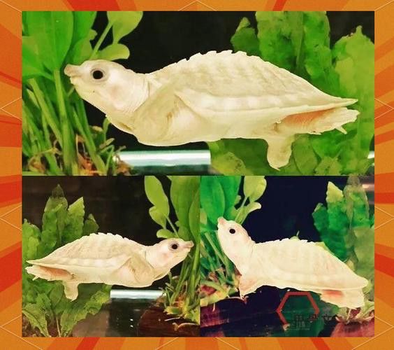 豬鼻龜能和金龍魚混養嗎圖片