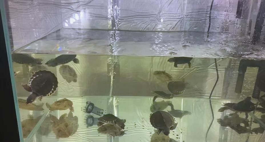 豬鼻龜能和金龍魚混養嗎圖片