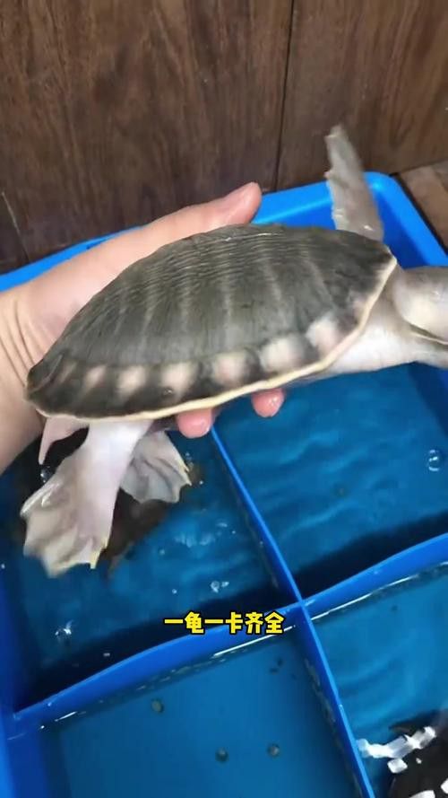豬鼻龜能和金龍魚混養嗎圖片