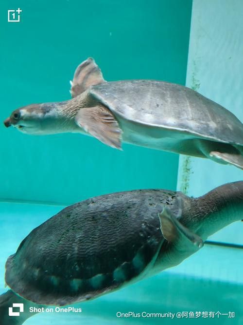 豬鼻龜能和金龍魚混養嗎圖片