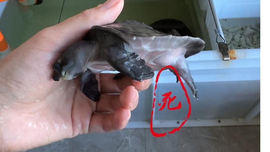 豬鼻龜能和金龍魚混養嗎圖片