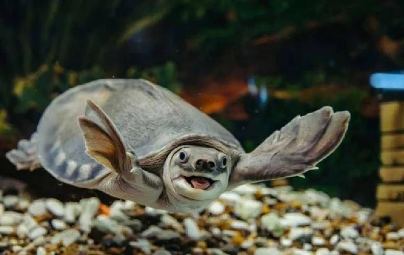 豬鼻龜能和金龍魚混養嗎圖片