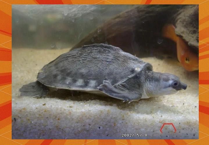 豬鼻龜能和金龍魚混養嗎圖片