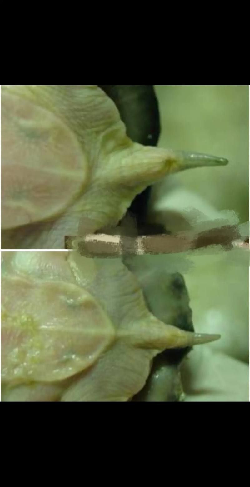 豬鼻龜能和金龍魚混養嗎圖片