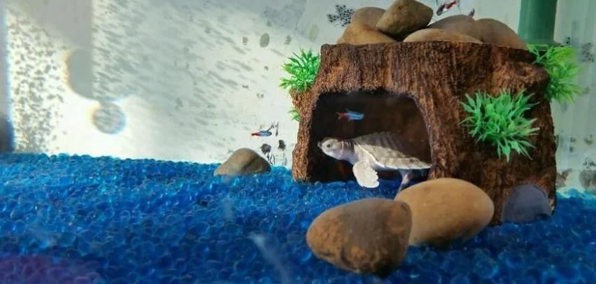 豬鼻龜能和金龍魚混養嗎圖片
