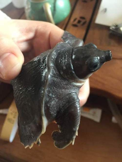 豬鼻龜能和金龍魚混養嗎圖片