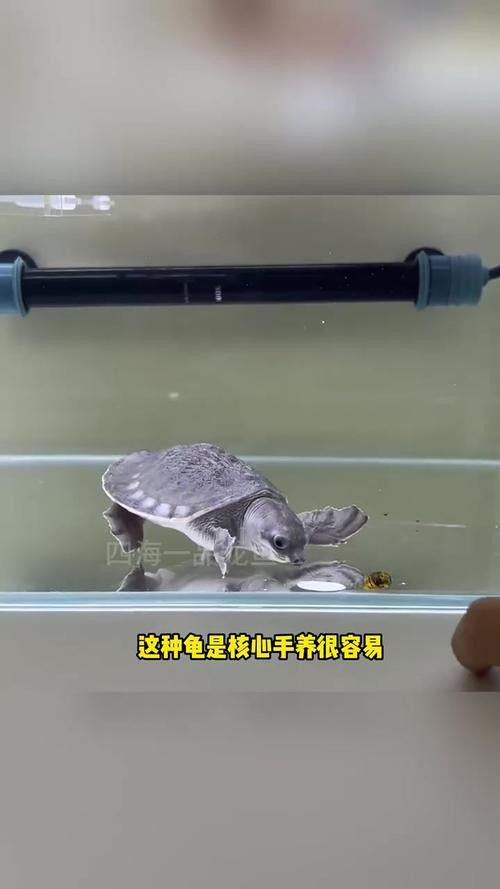 豬鼻龜能和金龍魚混養嗎圖片