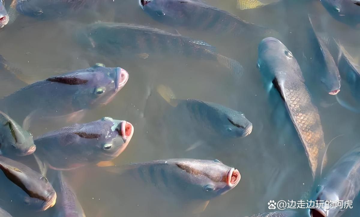 龍魚頭朝上尾朝下還能救活嗎：龍魚頭朝上尾朝下還能救活嗎？