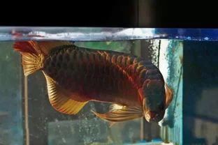 龍魚需要陽光嗎（飼養龍魚時間最好為10-12小時/12小時/）