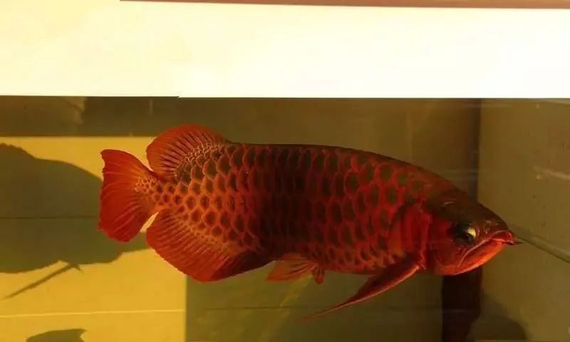 龍魚需要陽光嗎（飼養龍魚時間最好為10-12小時/12小時/）