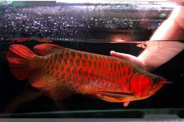 龍魚需要陽光嗎（飼養龍魚時間最好為10-12小時/12小時/）