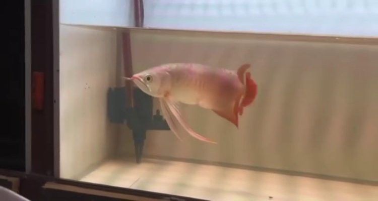 泗水紅龍魚在哪可以買到