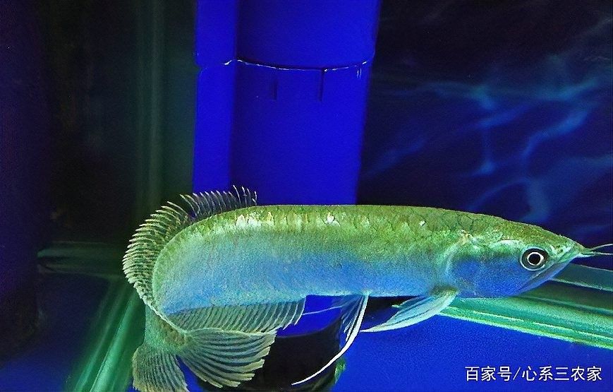 銀龍魚的水溫多少合適養小魚