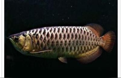 龍魚高背和過背的區別圖解：龍魚高背與過背的區別