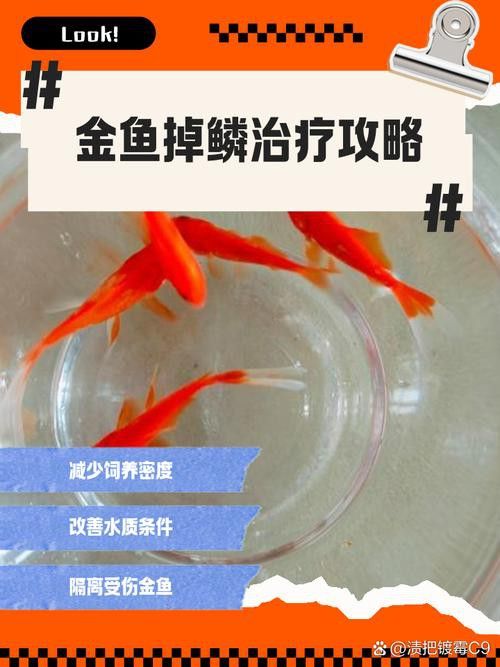 金龍魚背部鱗片掉了