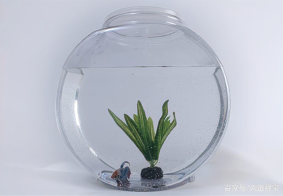進門口左手邊放魚缸好嗎